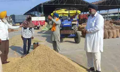 Tarn Taran में बासमती की शुरुआती फसल की कीमतों में गिरावट