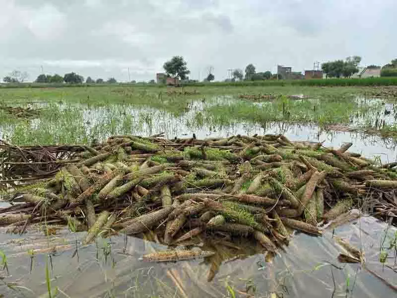 बाढ़ से होने वाले नुकसान से निपटने के लिए ज़मीन जोतें और मिट्टी में अधिक नाइट्रोजन डालें: Scientists बाढ़ से होने वाले नुकसान से निपटने के लिए ज़मीन जोतें और मिट्टी में अधिक नाइट्रोजन डालें: Scientists