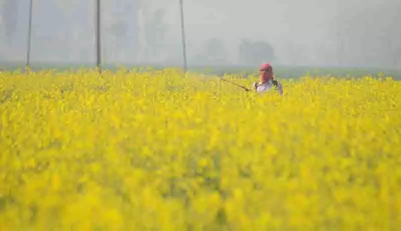 Ludhiana: बाढ़ का पानी कम होने पर किसान फसलों को बचाने के लिए छिड़काव कर रहे Ludhiana: बाढ़ का पानी कम होने पर किसान फसलों को बचाने के लिए छिड़काव कर रहे