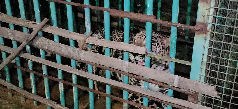 Hosadurga : कुंचितिगा मठ के पास तेंदुआ पकड़ा गया Hosadurga : कुंचितिगा मठ के पास तेंदुआ पकड़ा गया