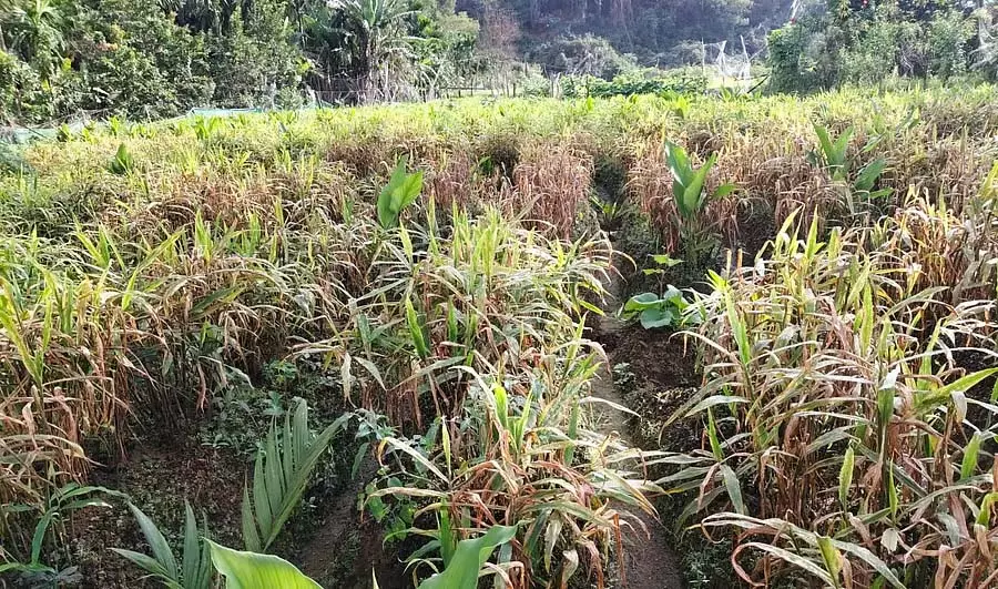 पत्ती धब्बा रोग अदरक के लिए खतरा: किसानों को नुकसान की आशंका पत्ती धब्बा रोग अदरक के लिए खतरा: किसानों को नुकसान की आशंका