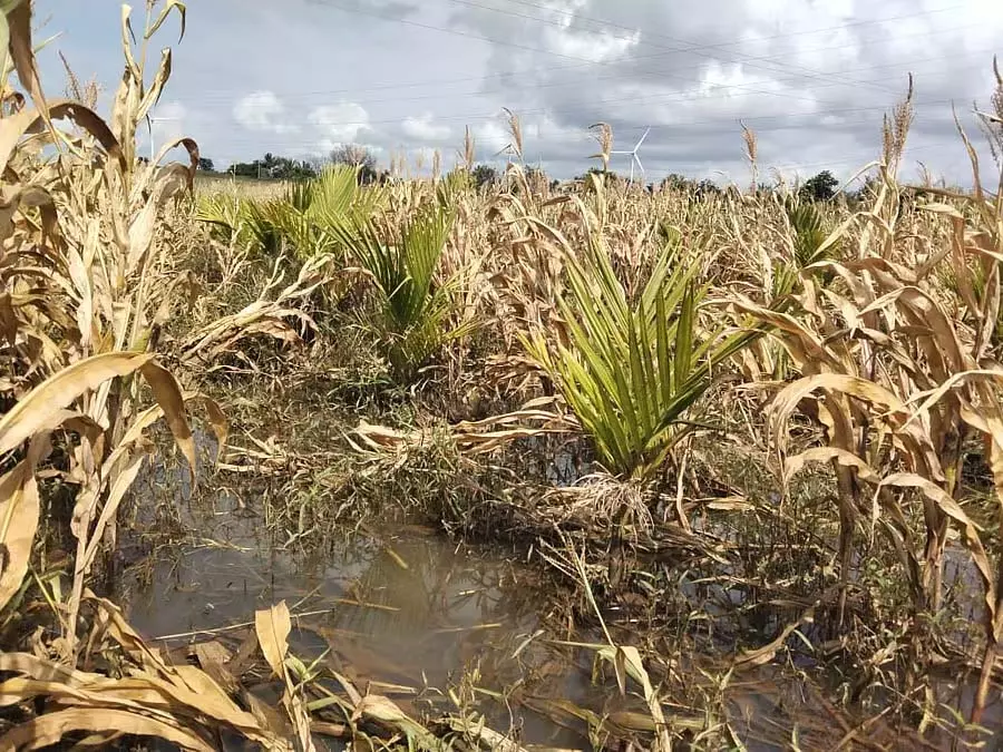 Davanagere : भारी बारिश से सैकड़ों हेक्टेयर फसलें प्रभावित Davanagere : भारी बारिश से सैकड़ों हेक्टेयर फसलें प्रभावित