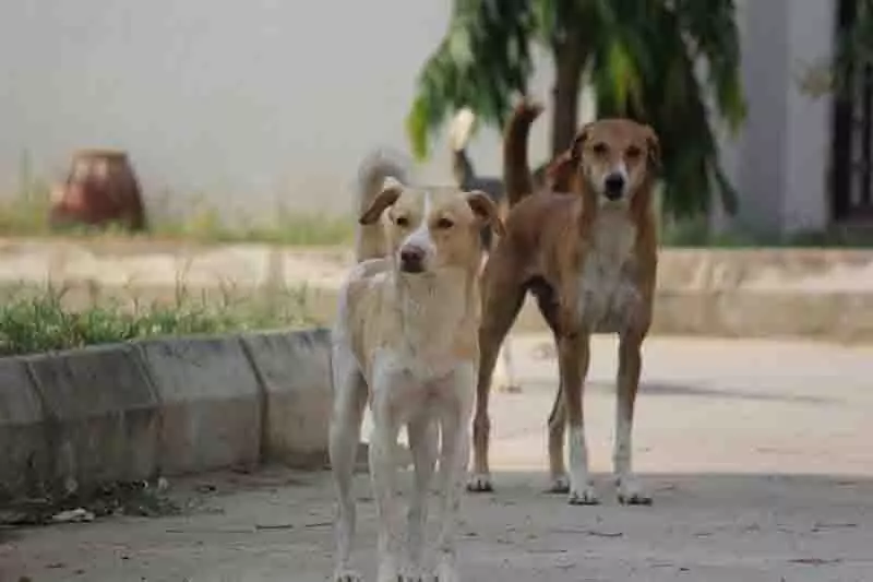 पंजाब और हरियाणा HC ने आवारा कुत्तों के मामलों को एकीकृत सुनवाई के लिए SC में स्थानांतरित किया पंजाब और हरियाणा HC ने आवारा कुत्तों के मामलों को एकीकृत सुनवाई के लिए SC में स्थानांतरित किया