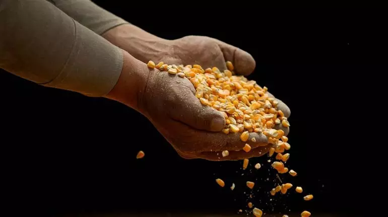 चीन की अनदेखी के बाद भारत में अमेरिकी GM मक्का की राह में रुकावट चीन की अनदेखी के बाद भारत में अमेरिकी GM मक्का की राह में रुकावट