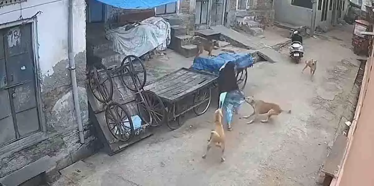 Jaipur: घर के बाहर आवारा कुत्तों के झुंड ने महिला पर हमला किया Jaipur: घर के बाहर आवारा कुत्तों के झुंड ने महिला पर हमला किया