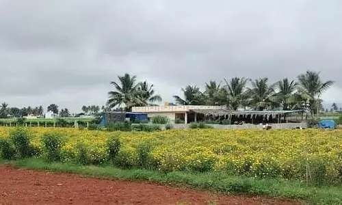 फूलों की कीमतों में गिरावट: फूल उत्पादक संकट में