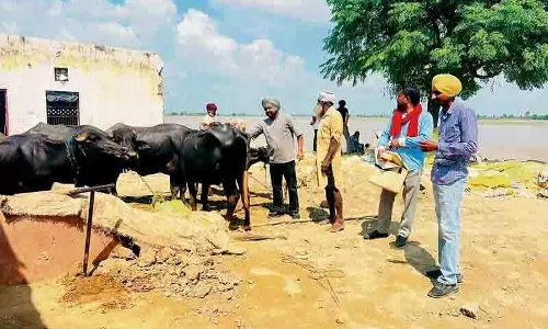 सरकारी विभागों ने Punjab भर में सफाई अभियान शुरू किया सरकारी विभागों ने Punjab भर में सफाई अभियान शुरू किया