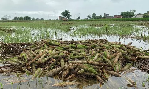 Haryana : बाढ़ से होने वाले नुकसान से निपटने के लिए ज़मीन जोतें और मिट्टी में अधिक नाइट्रोजन डालें वैज्ञानिक