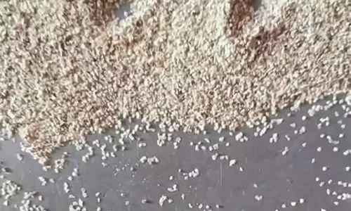 हट्टी गोल्ड माइन: आंगनवाड़ी के खाने में कीड़े