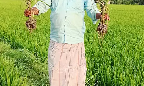 चावल ब्लास्ट रोग: किसान चिंतित चावल ब्लास्ट रोग: किसान चिंतित