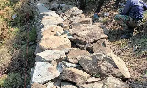 इको टास्क फोर्स ने Himachal में 60 लाख से अधिक पौधे लगाए