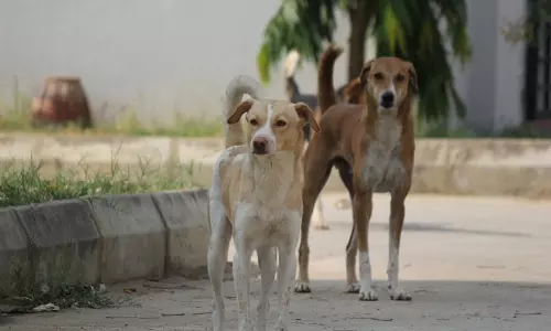 Punjab और हरियाणा हाईकोर्ट ने आवारा कुत्तों के मामलों को एकीकृत सुनवाई के लिए सुप्रीम कोर्ट में स्थानांतरित किया