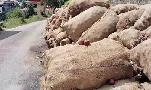 आपदा और बीमारी के कारण Himachal के सेब उत्पादकों के लिए मुश्किलें बढ़ीं, आय में गिरावट