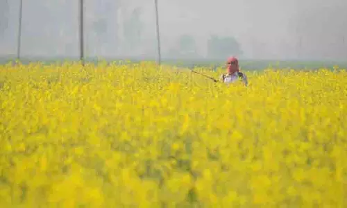 Ludhiana: बाढ़ का पानी कम होने पर किसान फसलों को बचाने के लिए छिड़काव कर रहे Ludhiana: बाढ़ का पानी कम होने पर किसान फसलों को बचाने के लिए छिड़काव कर रहे