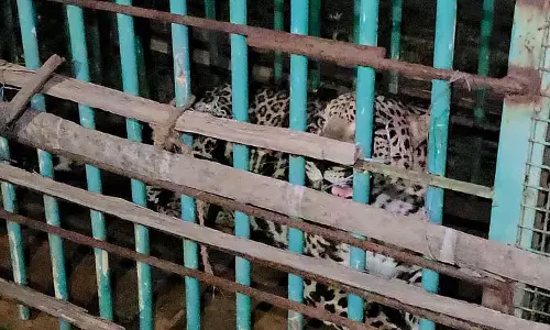 Chitradurga : मल्लेशप्पा ने पशु-पक्षियों को बांटा खाना Chitradurga : मल्लेशप्पा ने पशु-पक्षियों को बांटा खाना