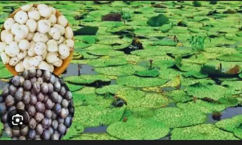 मखाना की खेती बनी महिलाओं के लिए समृद्धि की आधार