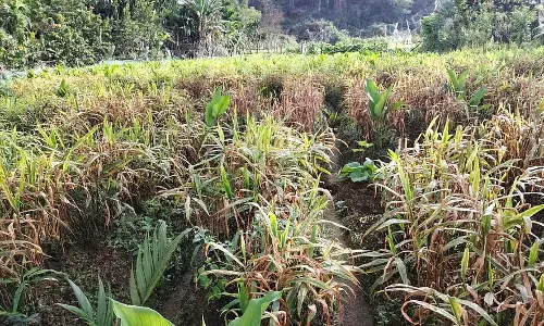 पत्ती धब्बा रोग अदरक के लिए खतरा: किसानों को नुकसान की आशंका