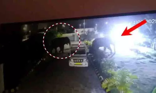Barang: हाथियों के स्कूल पर हमला, गेट तोड़े, पेड़ उखड़ गए