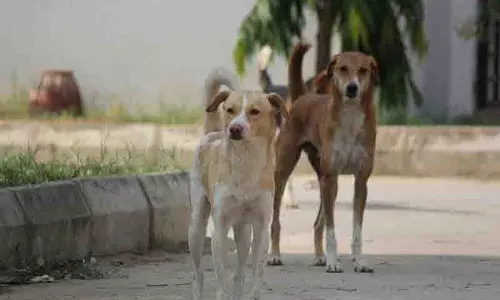 पंजाब और हरियाणा HC ने आवारा कुत्तों के मामलों को एकीकृत सुनवाई के लिए SC में स्थानांतरित किया