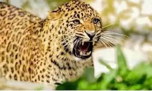 Pauri Garhwal: गुलदार के आतंक से निपटने की मांग बढ़ी Pauri Garhwal: गुलदार के आतंक से निपटने की मांग बढ़ी