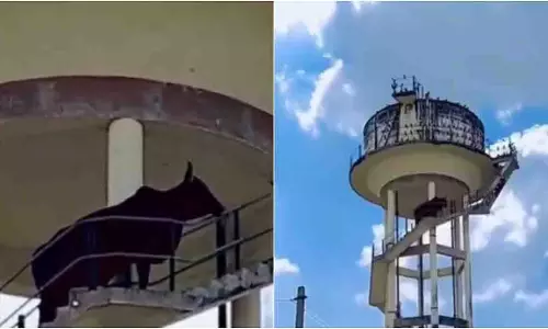 Ajmer: आवारा सांड 60 फीट ऊंची टंकी पर चढ़ा, क्रेन से रेस्क्यू