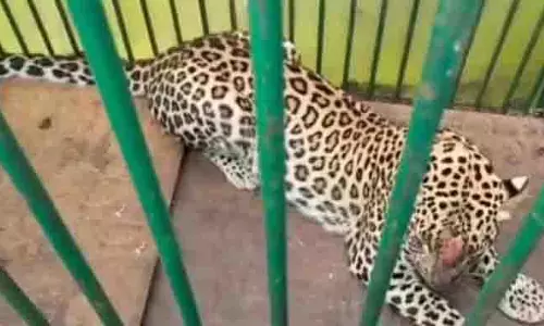Mahbubnagar: दो महीने की खोज के बाद तेंदुआ पकड़ा गया