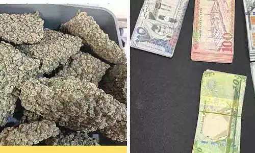Mumbai: एयरपोर्ट पर ₹49.16 करोड़ की हाइड्रोपोनिक वीड जब्त