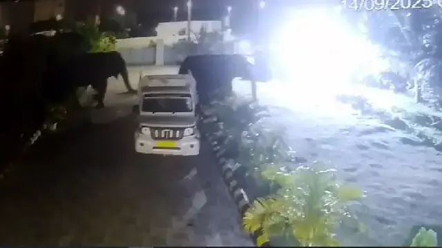 बारंग में 2 हाथियों ने दीवार तोड़ी, केले खाए, CCTV फुटेज सामने आया बारंग में 2 हाथियों ने दीवार तोड़ी, केले खाए, CCTV फुटेज सामने आया
