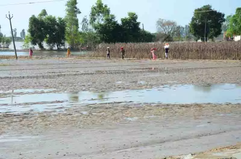 Kapurthala के किसान ने की आत्महत्या की कोशिश, 16 एकड़ फसल बर्बाद Kapurthala के किसान ने की आत्महत्या की कोशिश, 16 एकड़ फसल बर्बाद