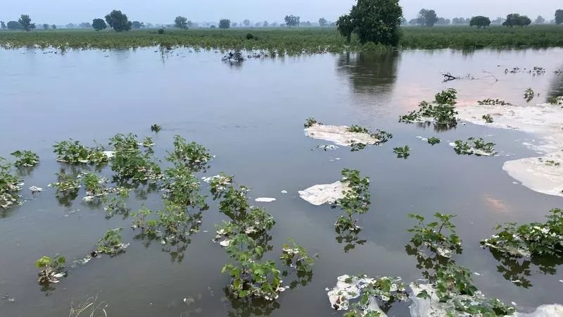 सिरसा गांव में बारिश से फसलें बर्बाद, किसानों ने तत्काल राहत की मांग की सिरसा गांव में बारिश से फसलें बर्बाद, किसानों ने तत्काल राहत की मांग की