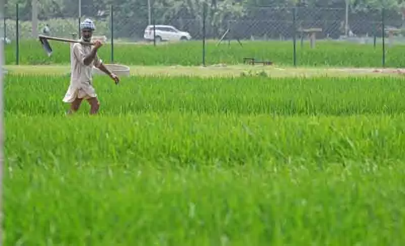 Jalandhar: किसानों को मंडियों में सूखा धान लाने को कहा गया Jalandhar: किसानों को मंडियों में सूखा धान लाने को कहा गया