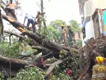 Lucknow: कैसरबाग में पेड़ गिरने से 1 की मौत, 4 लोग घायल Lucknow: कैसरबाग में पेड़ गिरने से 1 की मौत, 4 लोग घायल
