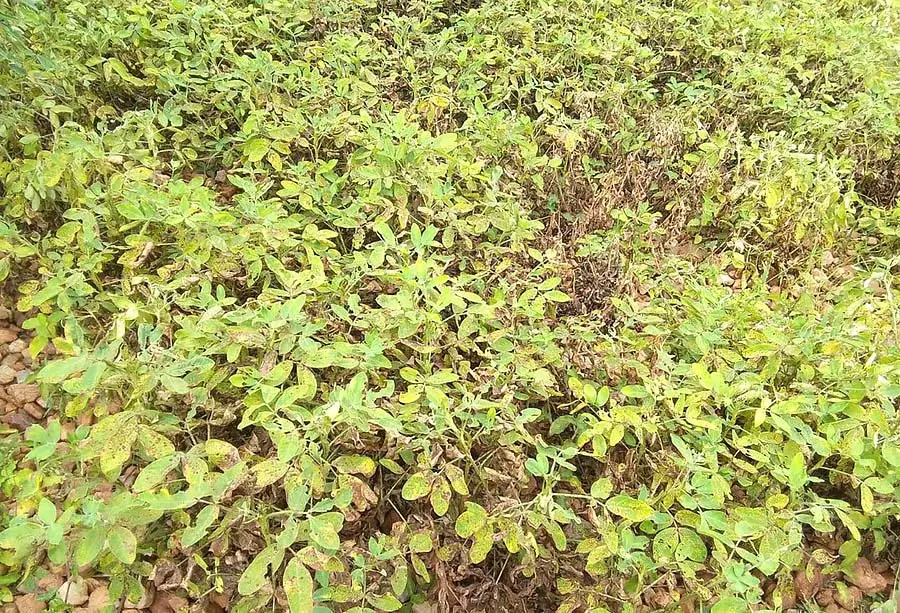 Nayakanahatti : मूंगफली की फसल रोग से प्रभावित Nayakanahatti : मूंगफली की फसल रोग से प्रभावित