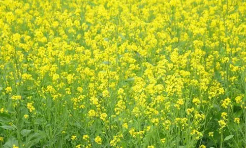 हैफेड रेवाड़ी में आधुनिक सरसों तेल मिल स्थापित करेगा
