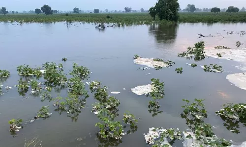 सिरसा गांव में बारिश से फसलें बर्बाद, किसानों ने तत्काल राहत की मांग की