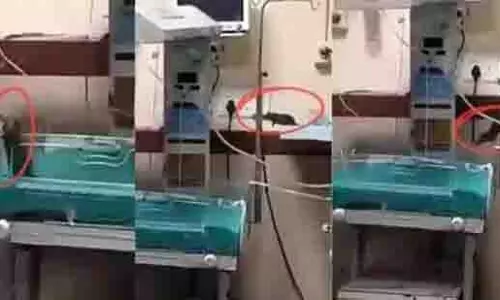 चूहे के काटने से मौत का दावा गलत, MP सरकार ने कोर्ट में दी सफाई