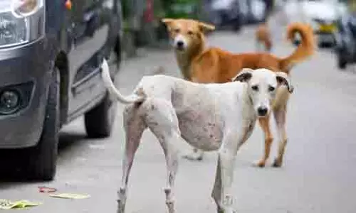 Delhi: पार्किंग विवाद में शख्स ने पड़ोसी पर पालतू कुत्ता फेंका, 6 घायल Delhi: पार्किंग विवाद में शख्स ने पड़ोसी पर पालतू कुत्ता फेंका, 6 घायल