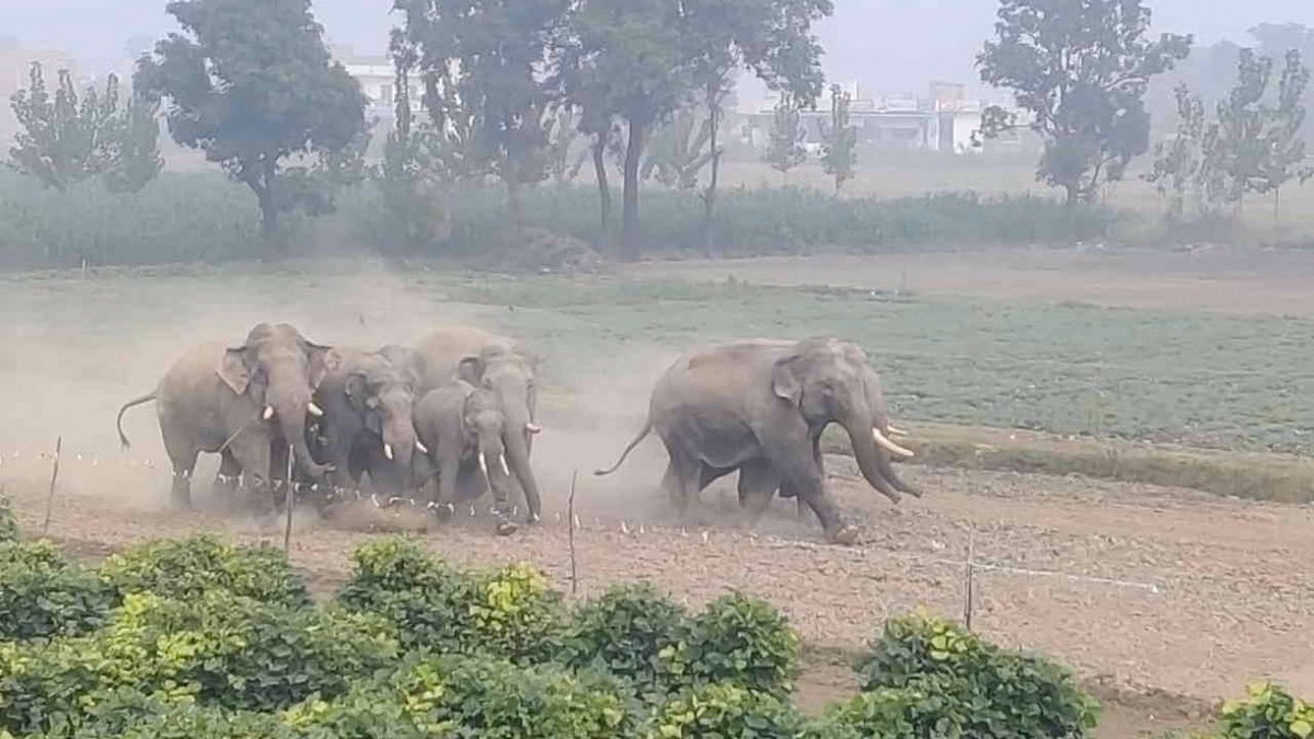 Haridwar: राधिका एन्क्लेव में हाथियों का झुंड