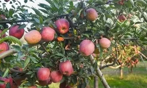 Kashmir : राजमार्ग अवरुद्ध होने से सेब उत्पादकों ने कटाई रोक दी Kashmir : राजमार्ग अवरुद्ध होने से सेब उत्पादकों ने कटाई रोक दी