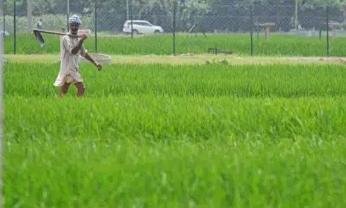 Jalandhar: किसानों को मंडियों में सूखा धान लाने को कहा गया