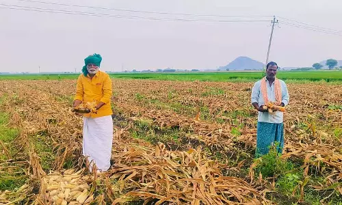 बंपर फसल: कीमतें गिरने का डर