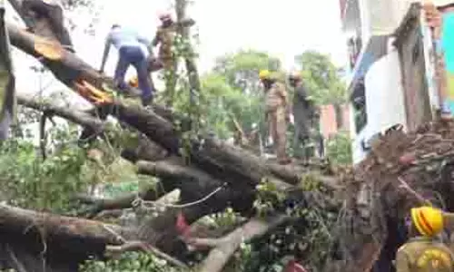 Lucknow: कैसरबाग में पेड़ गिरने से 1 की मौत, 4 लोग घायल