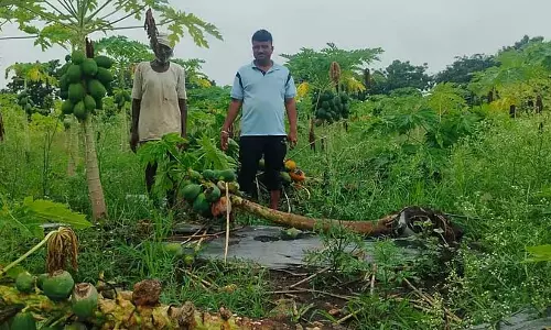 लगातार भारी बारिश; पपीता, तरबूज की फसलों को नुकसान लगातार भारी बारिश; पपीता, तरबूज की फसलों को नुकसान