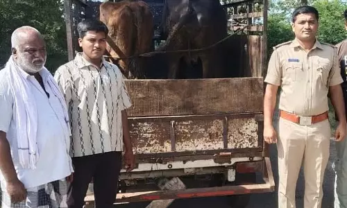 Gundlupet : गायों को बूचड़खाने ले जाते समय दो लोग गिरफ्तार Gundlupet : गायों को बूचड़खाने ले जाते समय दो लोग गिरफ्तार