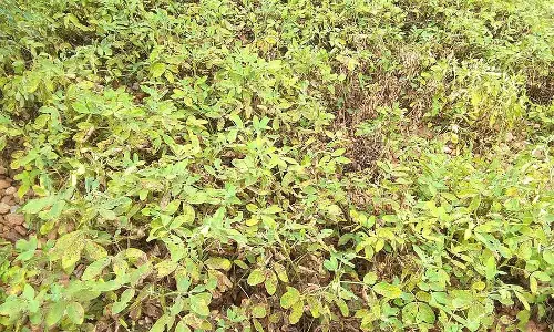 Nayakanahatti : मूंगफली की फसल रोग से प्रभावित Nayakanahatti : मूंगफली की फसल रोग से प्रभावित