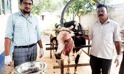 Basavapatna : पशु चिकित्सक ने आंख निकालकर गाय की जान बचाई Basavapatna : पशु चिकित्सक ने आंख निकालकर गाय की जान बचाई