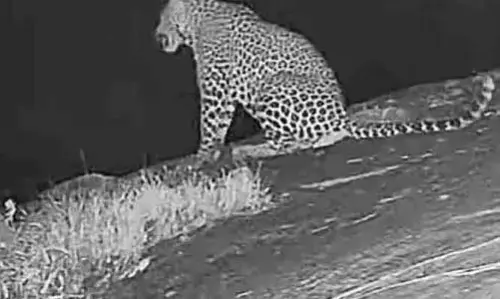 CCTV फुटेज ने एक बार फिर मन्नार निवासियों की नींद उड़ा दी CCTV फुटेज ने एक बार फिर मन्नार निवासियों की नींद उड़ा दी