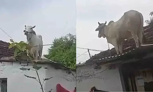 Telangana: आवारा कुत्तों से बचने के लिए सांड छत पर चढ़ा