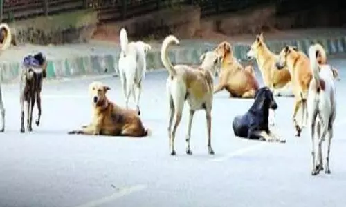 दिल्ली में आवारा कुत्तों की आबादी नियंत्रण के लिए गाइडलाइन जारी