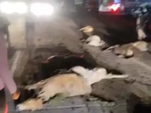 8 गायों की मौत, रतनपुर रोड में ट्रक ने रौंदा 8 गायों की मौत, रतनपुर रोड में ट्रक ने रौंदा